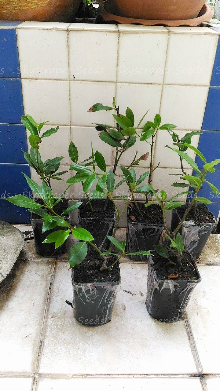 ต้นกระวาน - Bay leaf (Laurus nobilis)