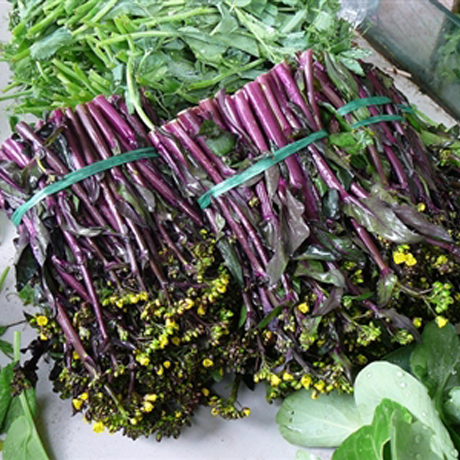 กวางตุ้งก้านแดง - Red Choy Sum