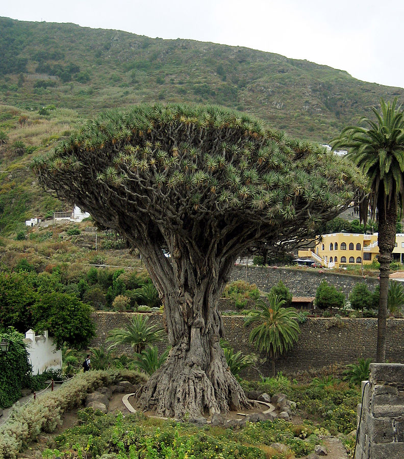 จันผาเลือดมังกร - Dragon Blood Tree (Dracaena Draco) 10 เมล็ด