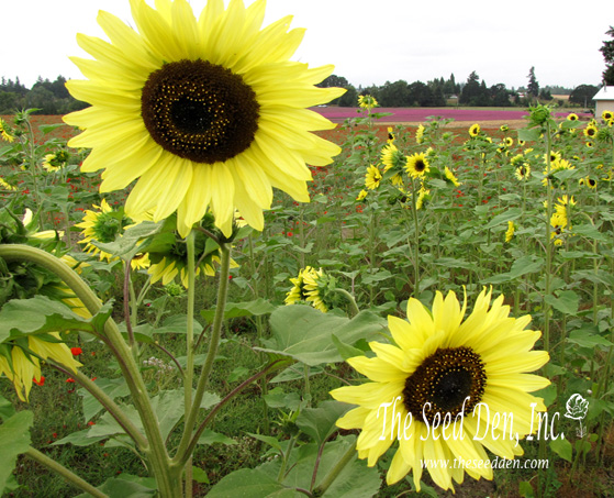 ทานตะวันเลม่อนควีน - Lemon Queen Sunflower