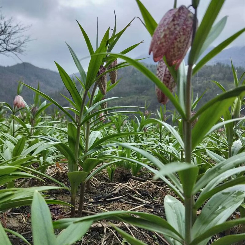 ฟริทิลลาเรียหูเป่ย์ - Fritillaria hupehensis 3 หัว (คละขนาด)