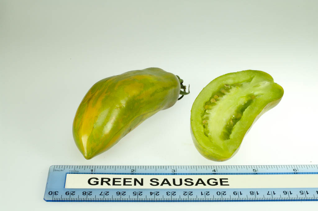 มะเขือเทศซอสเซจสีเขียว - Green Sausage Tomato