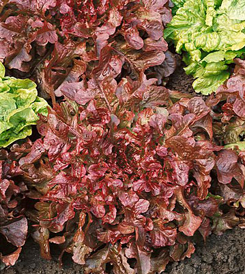ผักสลัดโบลแดง - Red Salad Bowl Lettuce