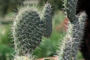 พริคลี่แพร์ทูน่าขาว - Opuntia Joconostle