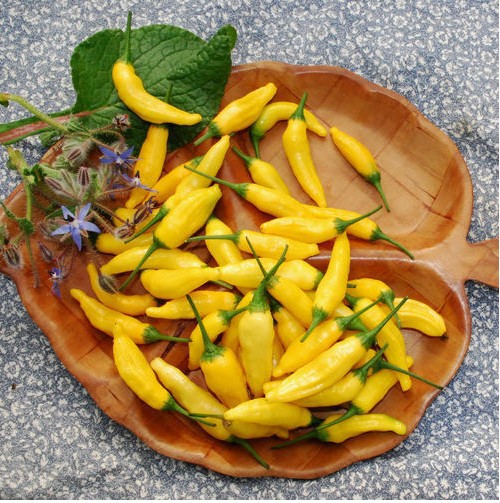 พริกเลม่อนดรอป - Lemon Drop Pepper (เปรี้ยว)