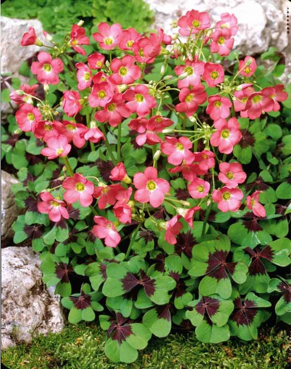 ออกซาลิสเดปไปไอรอนครอส - Oxalis Deppei Iron Cross