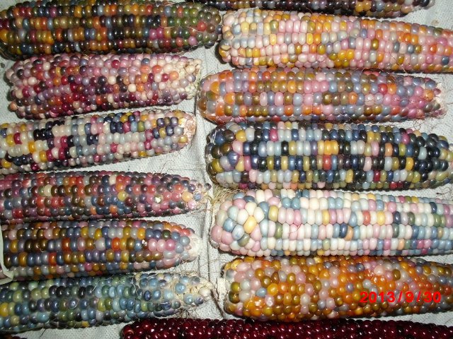 ข้าวโพดอัญมณี - Glass Gem Corn