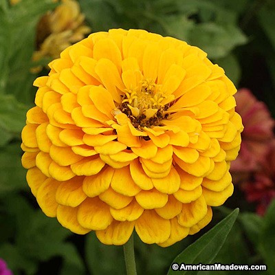 บานชื่นสีเหลืองคละชนิด - Yellow Canary bird Zinnia