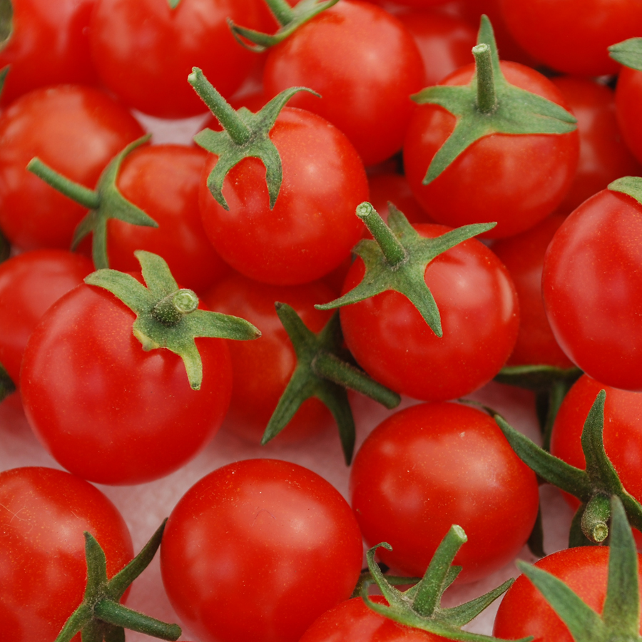 มะเขือเทศสวีทแอพเพอริทิพ - Sweet Aperitif Tomato (หวานมาก 13 Brix)