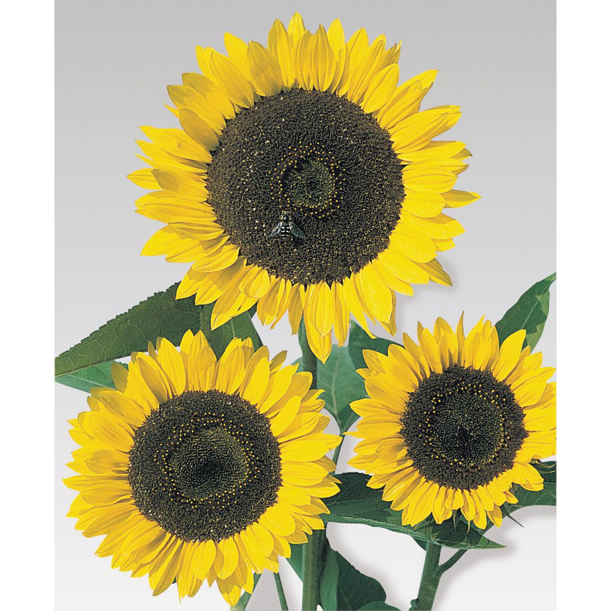 ทานตะวันคัตติ้งโกลด์ F1 - Cutting Gold F1 Sunflower (พันธุ์ตัดดอก)