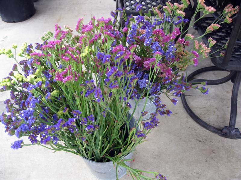 สแตติสคละสี - Mixed Statice