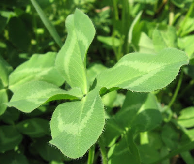 โคลเวอร์สีแดง - Red Clover