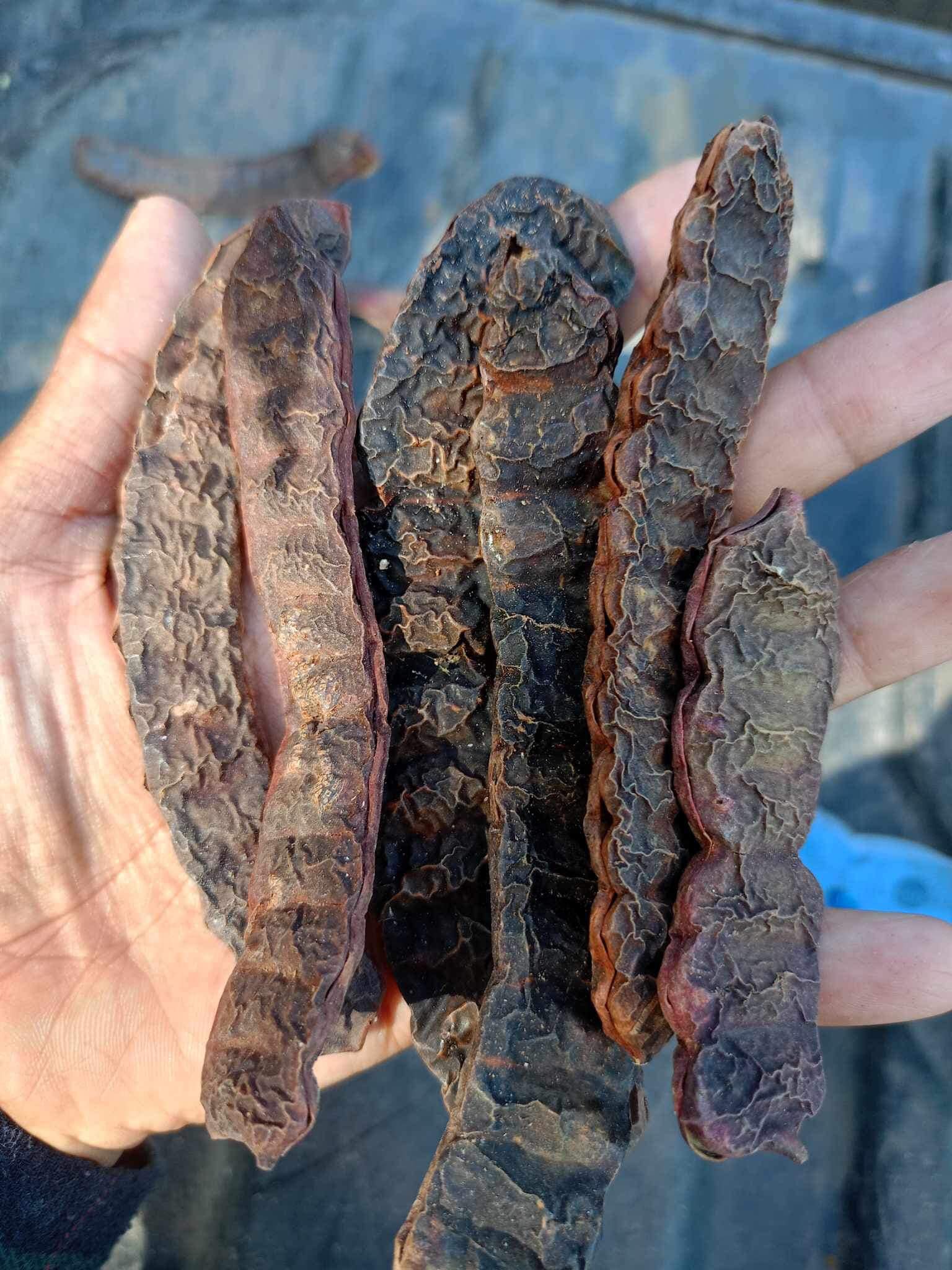 ฝักส้มป่อย 1 กิโลกรัม ส้มป่อย(แห้ง) ฝักส้มป่อย ฝักส้มป่อยแห้ง Soap Pod น้ำหนัก 1 กิโลกรัม ใช้เป็นยาแก้ไข้จับสั่นหรือไข้มาลาเรียแก้ไอขับเสมหะ แก้เสมหะ และใช้ทำน้ำมนต์ตามความเชื่อของชาวล้านนา