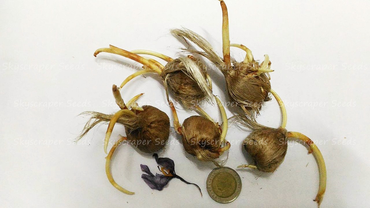 หญ้าฝรั่น - Crocus Sativus (Saffron)