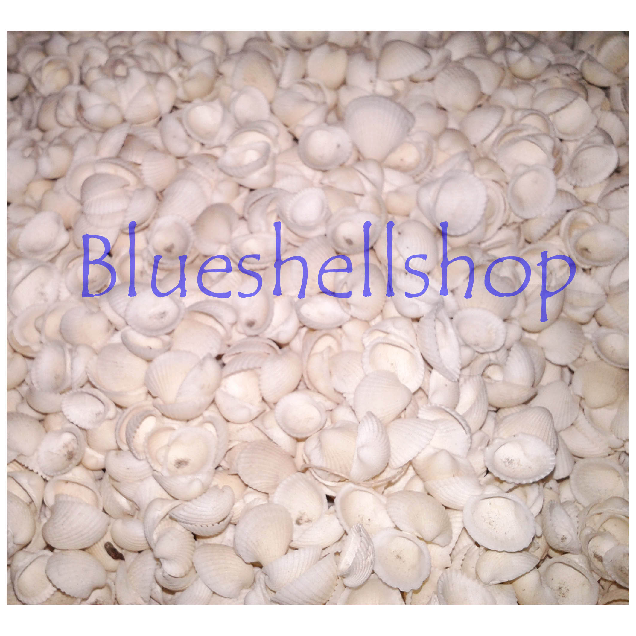 หอยหัวนกชั่งกิโล