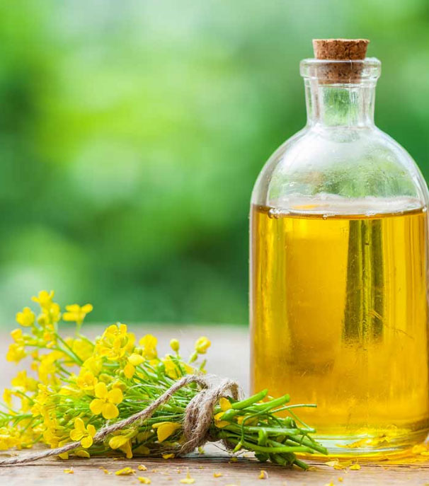 คาโนลา - Canola (Rapeseed)