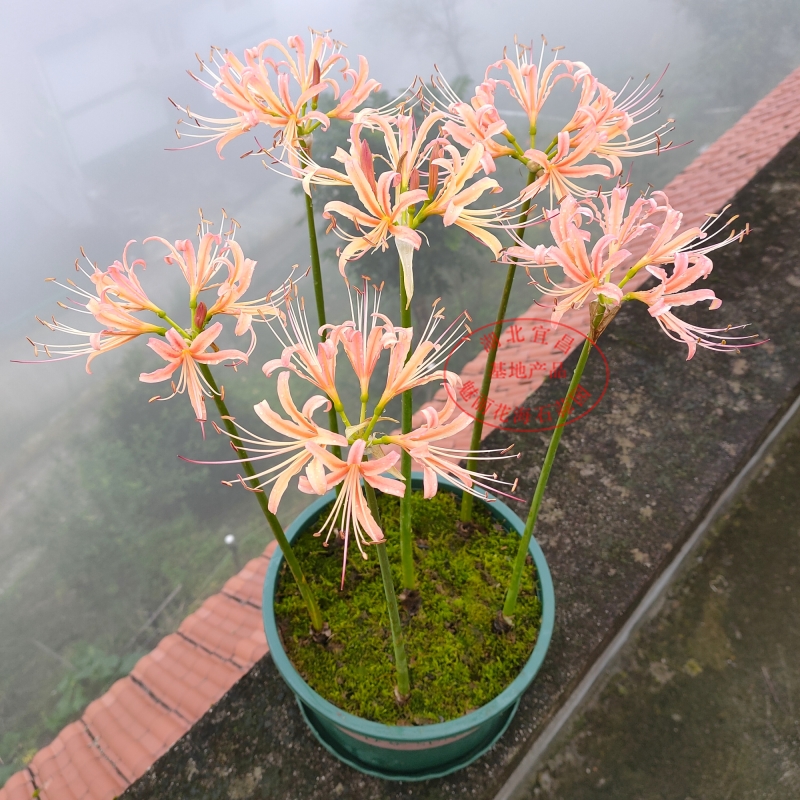 หัวลิลลี่แมงมุมสีพีช - Pink Peach Spider Lily (Lycoris Sp.) 1 หัว