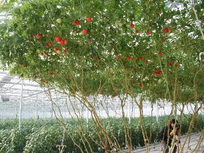 มะเขือเทศต้นอิตาลีทริปแอลครอป - Trip L Crop Tomato