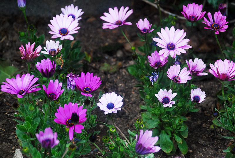เดซี่แอฟริกาคละสี - Mixed African Daisy (Osteospermum)