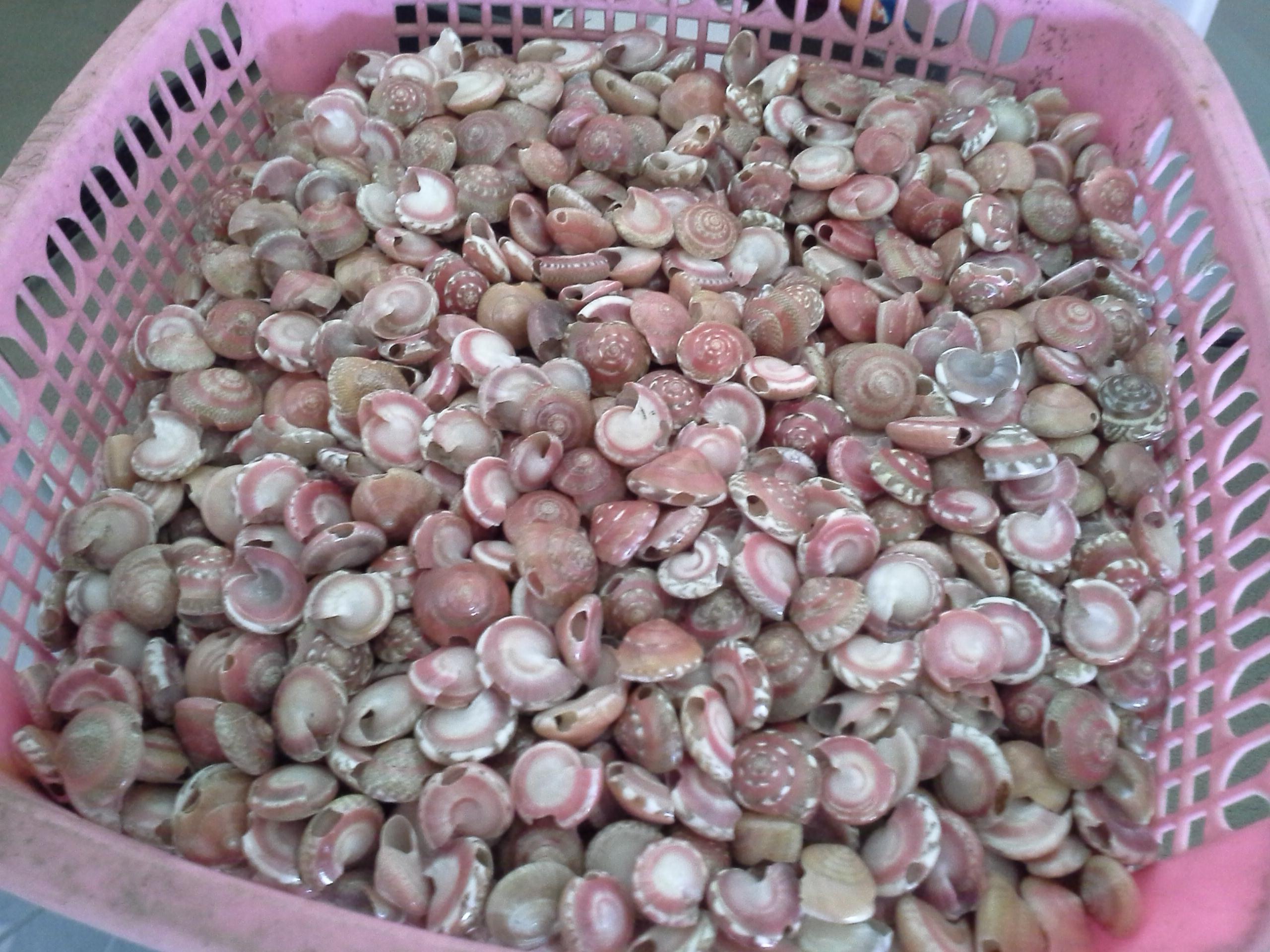 หอยทับทิมชมพูธรรมชาติ