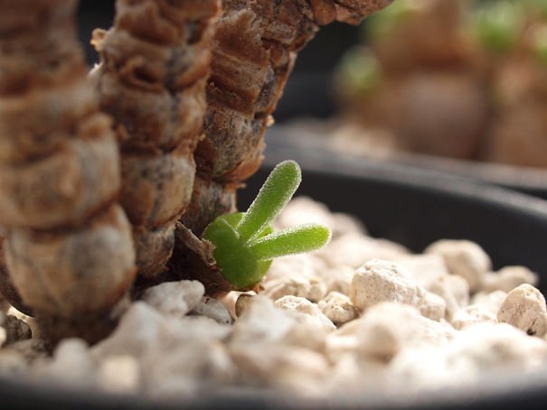 ต้นหูกระต่าย - Monilaria moniliformis