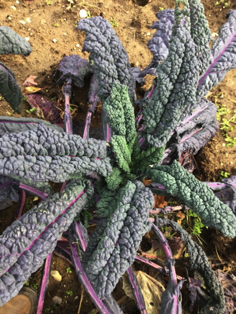 เคลแดซลิ่งบลู - Dazzling Blue Kale