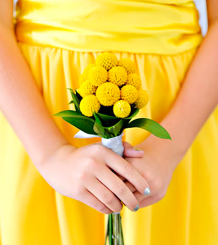 คราสพีเดีย - Craspedia 50 เมล็ด