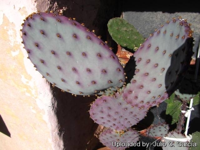 พริคลี่แพร์ซานตาริต้า - Opuntia violacea v. santa rita