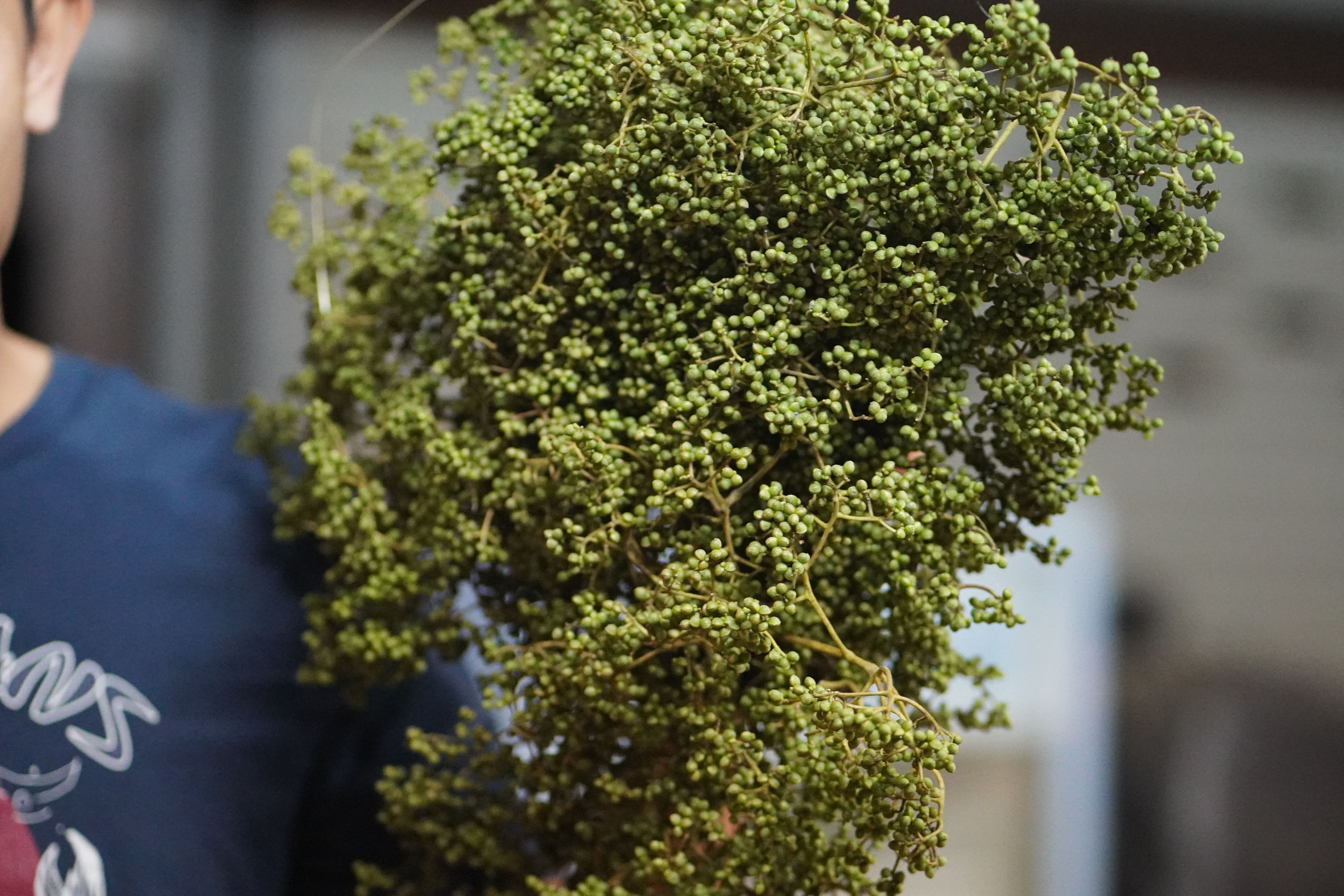 🌿 มะแข่น มะแขว่น 500g (ครึ่งกิโล) มะแขว่นเด็ดก้าน มะแขว่นคนเหนือ ลูกระมาศ หมากมาศ พริกไทยเสฉวน เครื่องเทศลาบ ลาบหมู หลู้ แกงฮังเล น้ำพริกอ่อง ไส้อั่ว เครื่องเทศเมืองเหนือ ของดีเชียงใหม่ ราคาส่ง | Zanthoxylum 500g Sichuan Pepper Thai Spice Larb Han