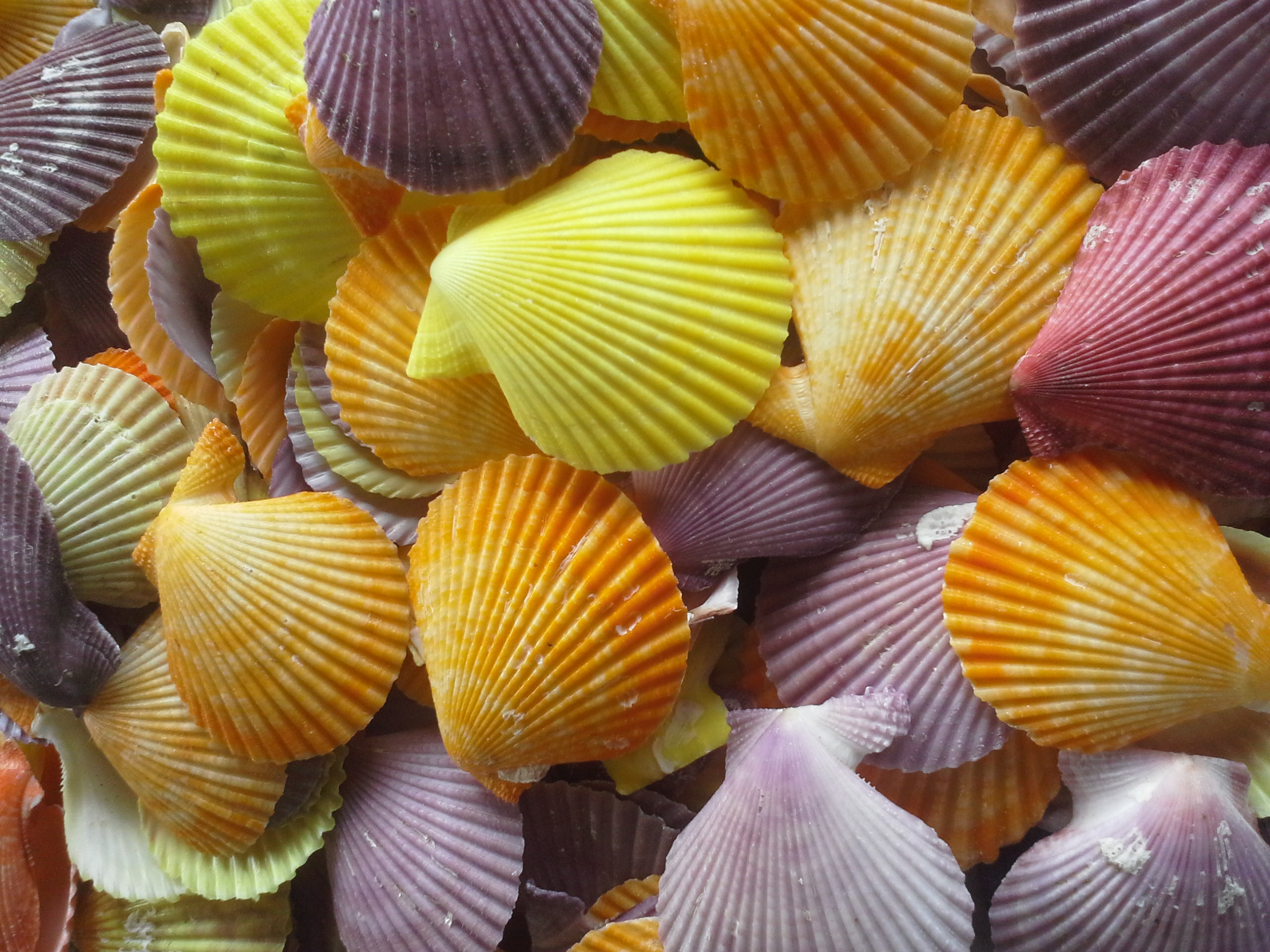 เปลือกหอยเชลล์สี