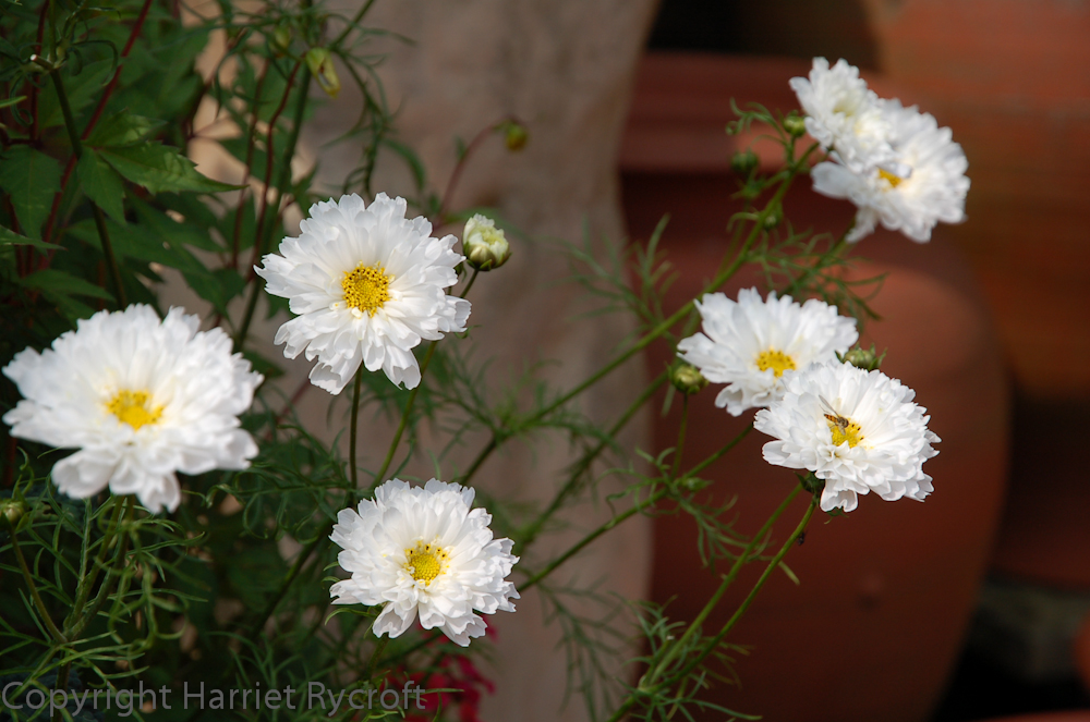 ดาวกระจายดอกซ้อนสีขาว - Double Click Snow Puff Cosmos