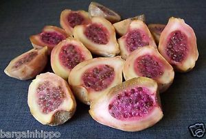 พริคลี่แพร์ทูน่าขาว - Opuntia Joconostle