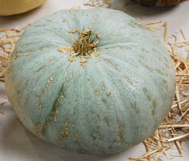 ฟักทองเทศเนื้อหวาน - Sweet Meat Squash