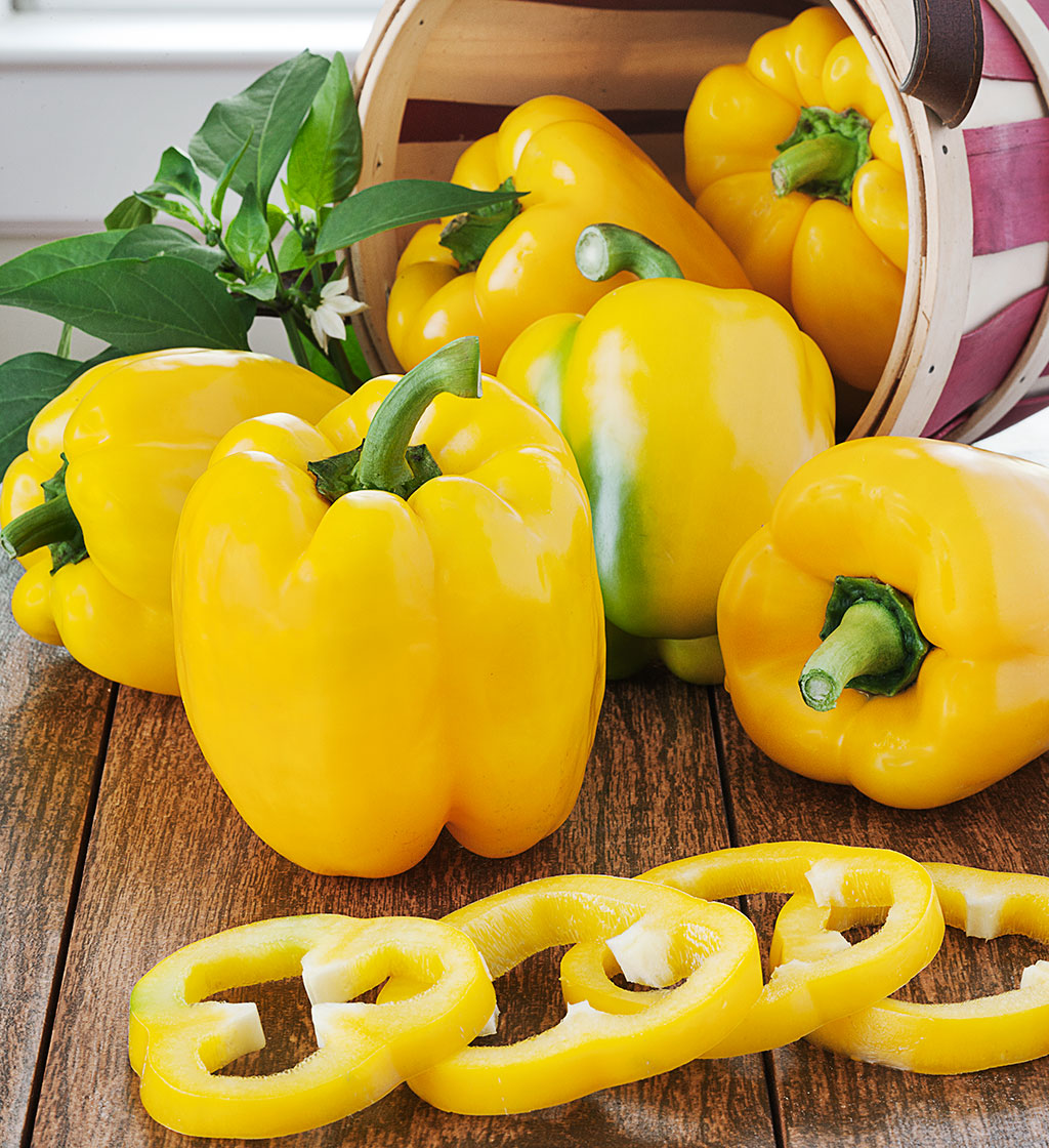 พริกหวานสีเหลือง - Golden California Pepper