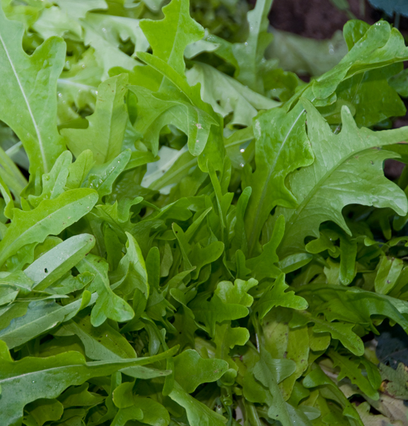 ผักสลัดใบโอ๊ค - Oakleaf Lettuce