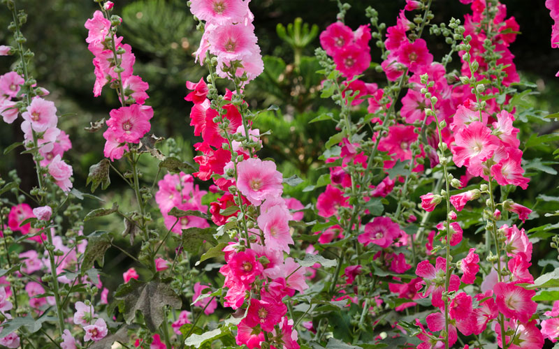ฮอลลี่ฮอคคละสี - Mixed Hollyhock