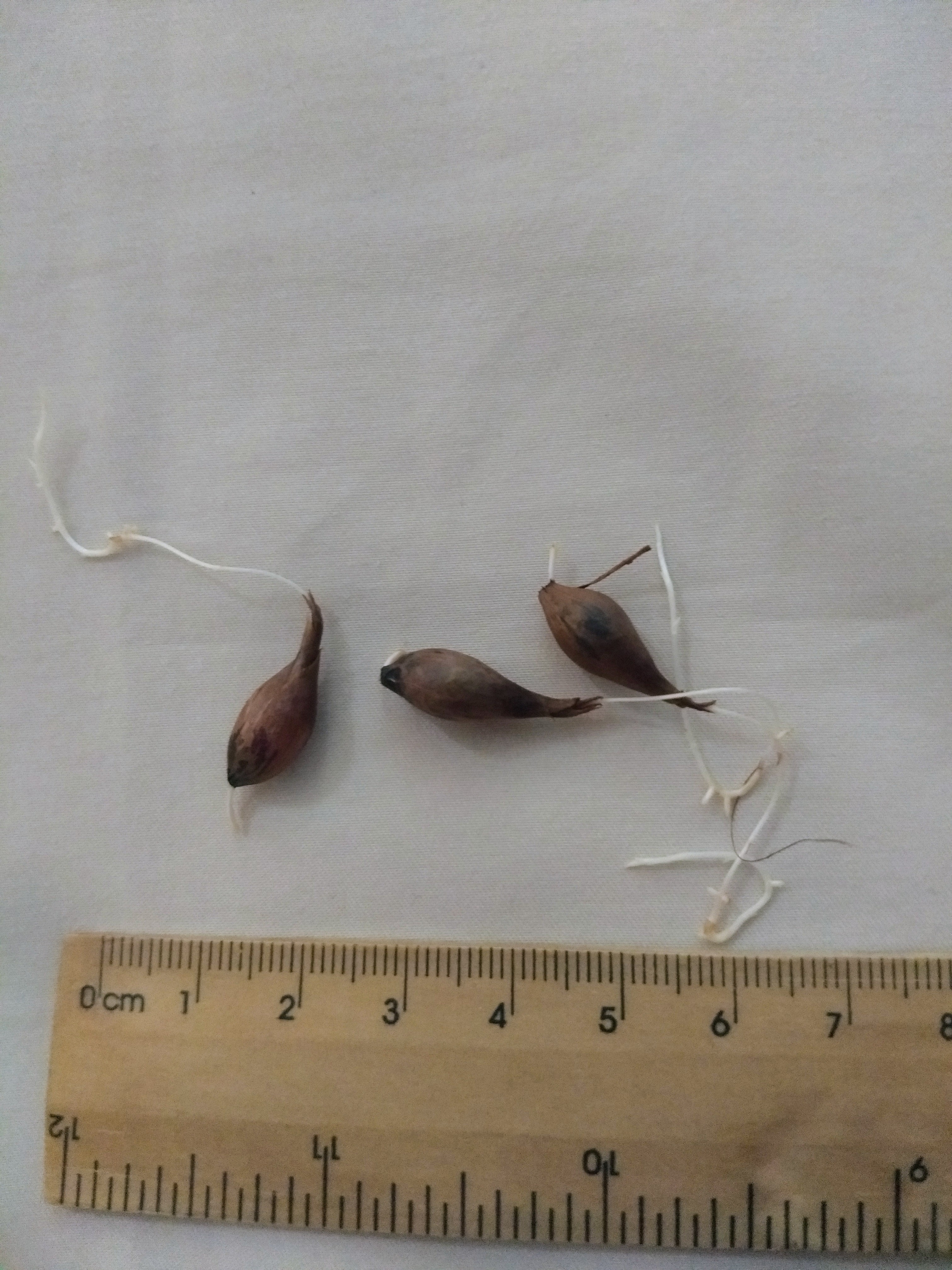 ผีเสื้อราตรีแคนดี้แคน - Oxalis Candy Cane 3 หัว