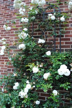 กุหลาบเลื้อยสีขาว - White Climbing rose