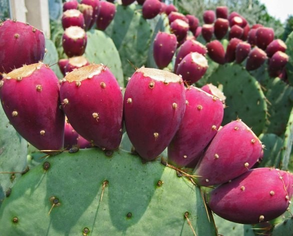 พริคลี่แพร์ผลสีแดง - Red fruit Prickly Pear