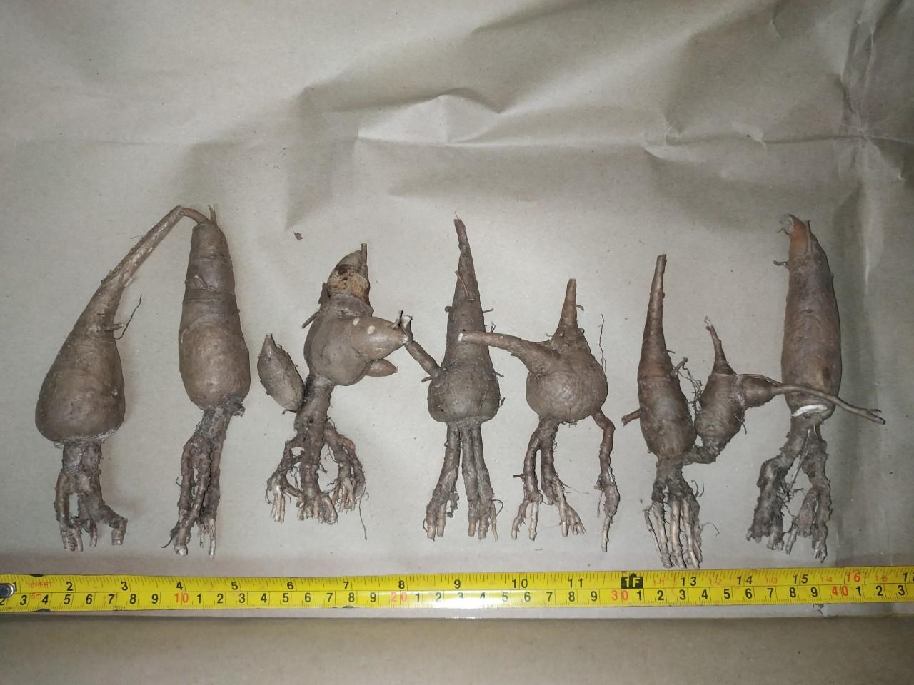 รากโสมชบา - Decaschistia parviflora