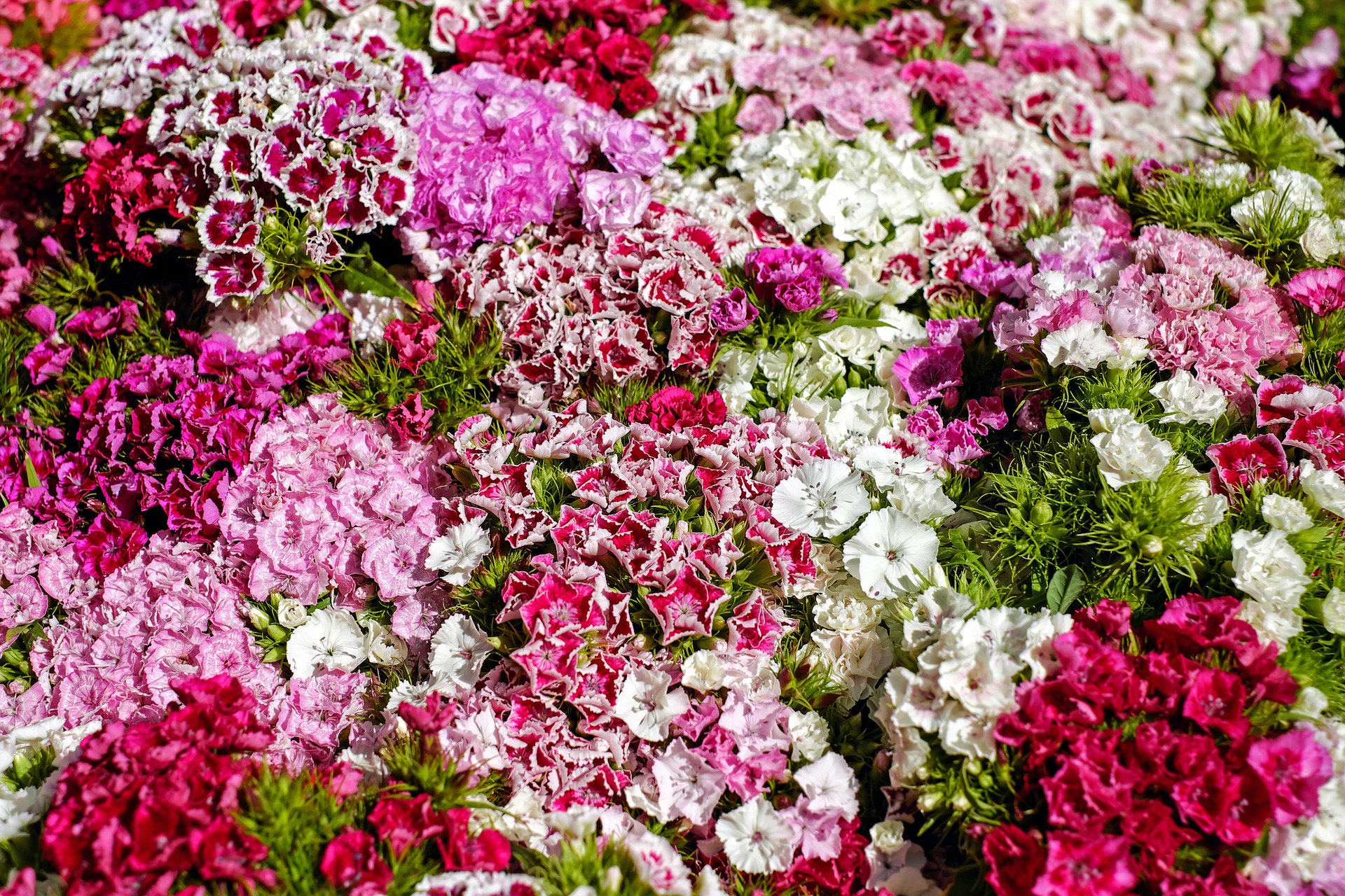 สวีทวิเลี่ยมคละสี - Mixed Sweet William (Dianthus barbatus) (ดอกไม้กินได้)