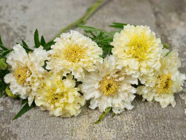 ดาวเรืองสีขาว - White African Marigold