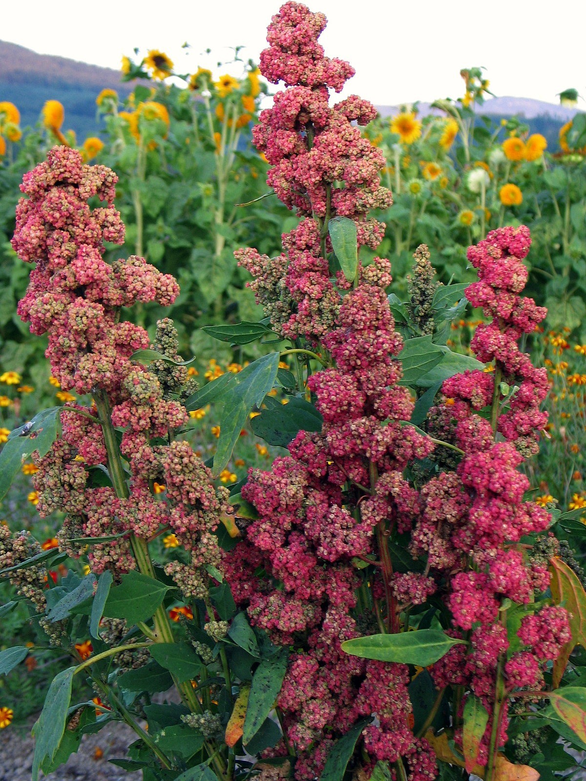 ควินัวสีแดง - Red Head Quinoa