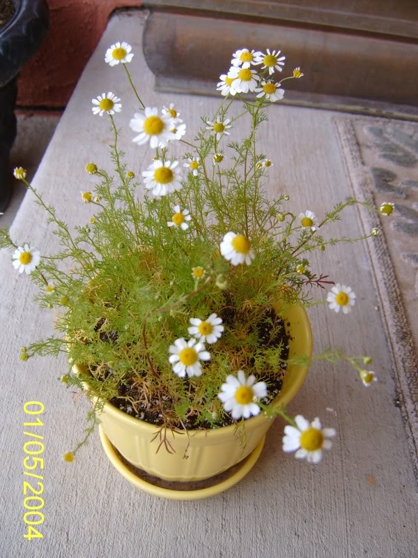 คาโมมายล์เยอรมัน - German Chamomile