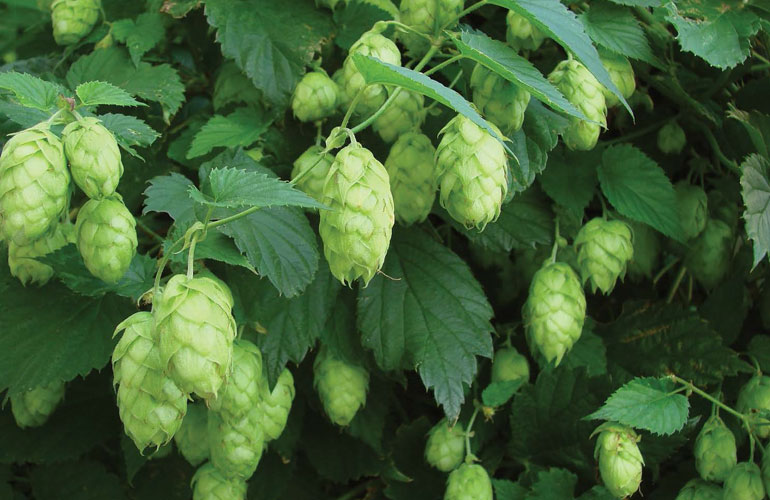 ฮอป (ใช้ทำเบียร์) - Hop (Humulus lupulus)
