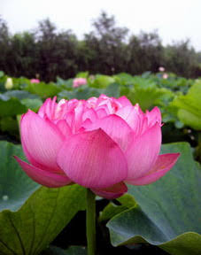 ดอกบัวหลวงสีชมพู - Lotus