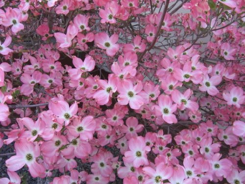 ด๊อกวู๊ดสีชมพู - Pink Dogwood Tree