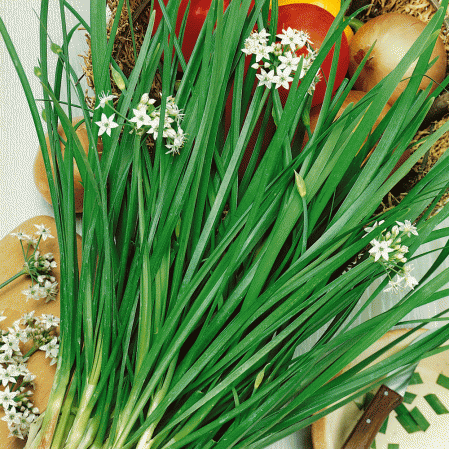 ต้นกุยช่ายฝรั่ง - Garlic Chives