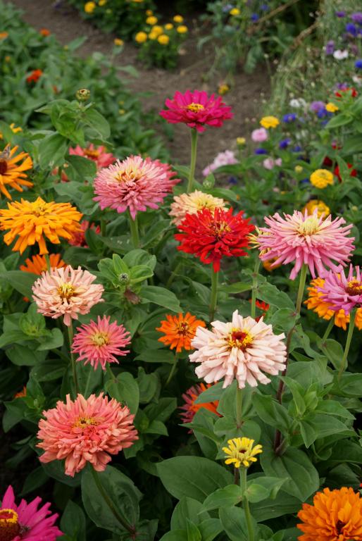 บานชื่นแคคตัสคละสี - Mixed Cactus Zinnia