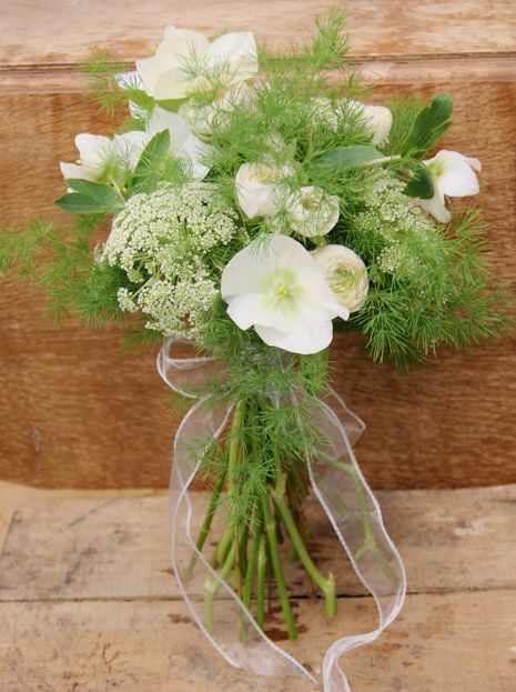 เอมมี่เมจัส - Ammi Majus